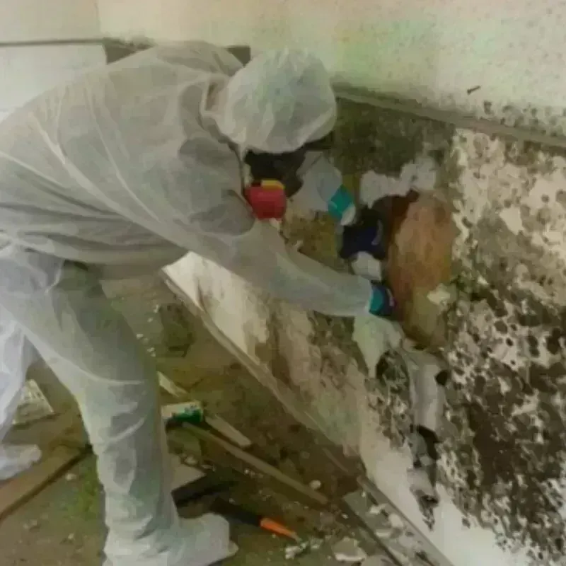 Mold Remediation and Removal in Winnebago County, IL